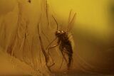 Fossil Cockroach & Fly In Baltic Amber - Rare Association! #96204-2